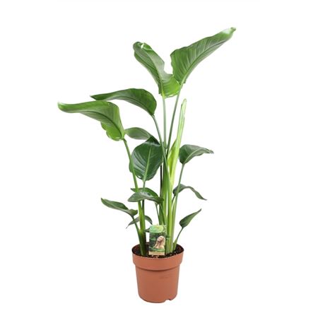 b114960_0000296952_h_1