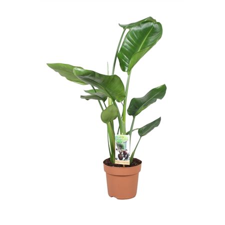 b114960_0000297116_h_1