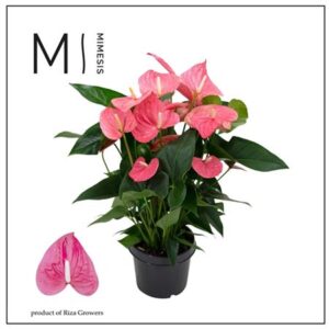 Ант Карма Маин