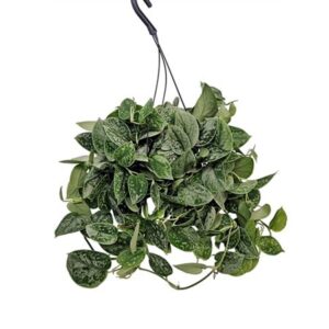 Сциндапсус Силвери Анн Хангпот