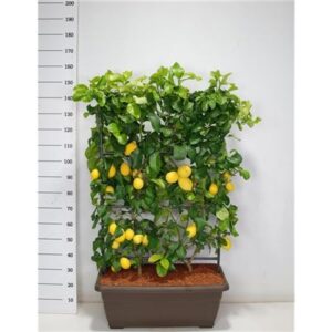 Цитрус Лимониум Волкамериана Рек