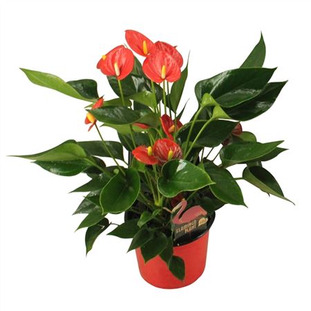 b120997_0000155259_h_1