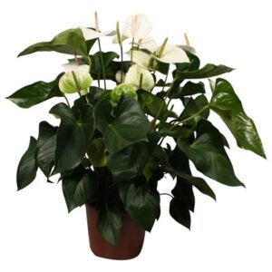 Ант Сакура белая