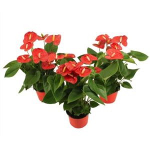 Ант Джамбо ред