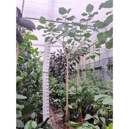 b122793_0000281098_h_1