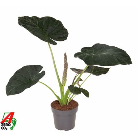 b127766_0000264803_h_1