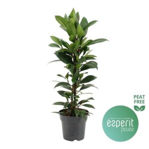 Фикус Киатистипула компактная