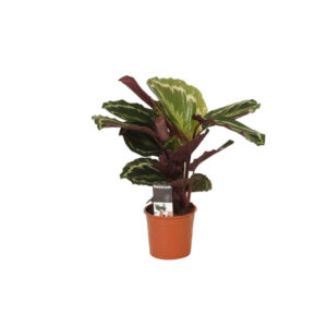 Калатея Медальон