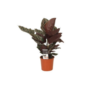 Калатея Орната Сандериана