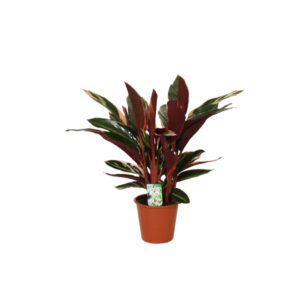 Калатея строманта Triostar