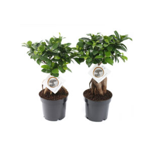 Бонсай Фикус микрокарпа