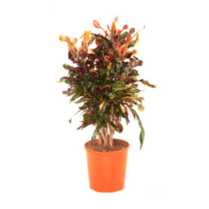 Кротон Мамми бранч