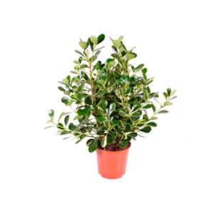 Клузия куст