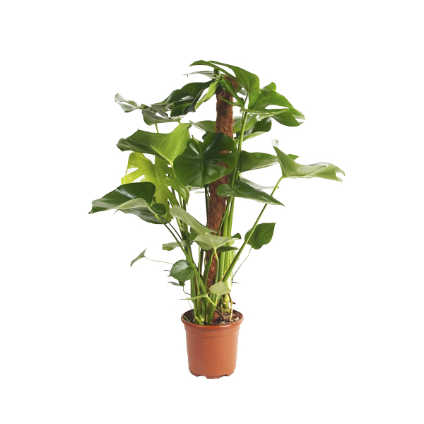 Монстера на опоре