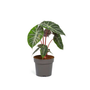 Алоказия Пинк Драгон (Pink Dragon)