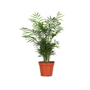 Хамедорея Элеганс