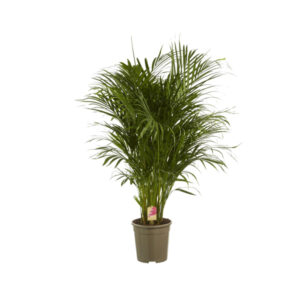 Хризалидокарпус