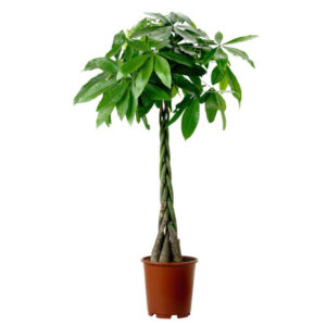 Пахира Акватика большая