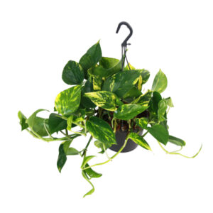 Эпипремнум Ауреум подвесной