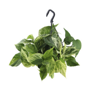 Эпипремнум Марбл Квин подвесной