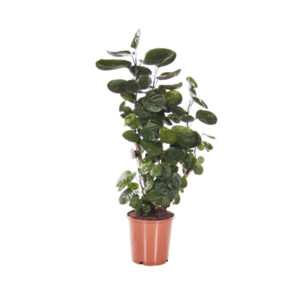 Полисциас Фабиан бранч