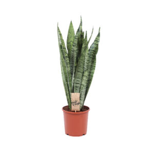 Сансевиерия Зейланика