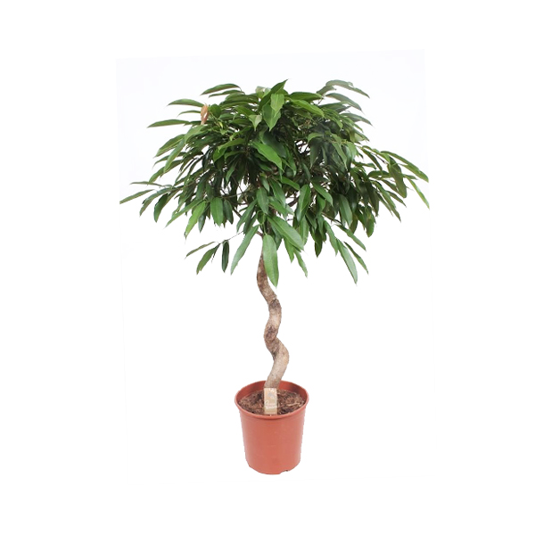 Фикус Амстел Кинг