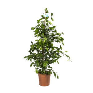 Фикус Бенджамина Экзотика