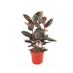 Фикус эластика Абиджан 3 ствола