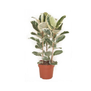 Фикус эластика Тинеке 3 ствола