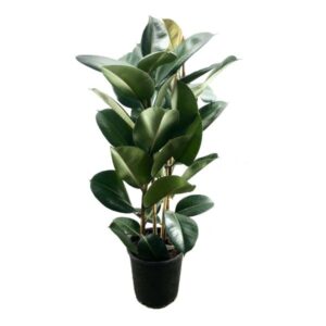 Фикус эластика Робуста 2 ствола