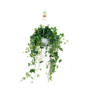Хедера подвесная