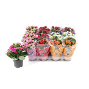 Каланхоэ микс