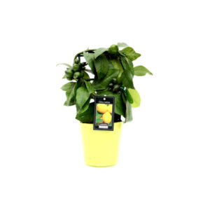 Цитрус Лимон