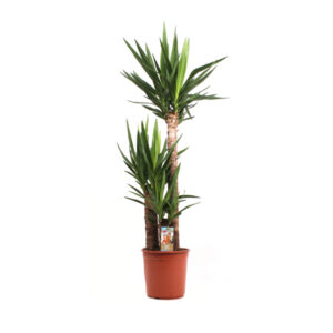 Юкка 3 ствола