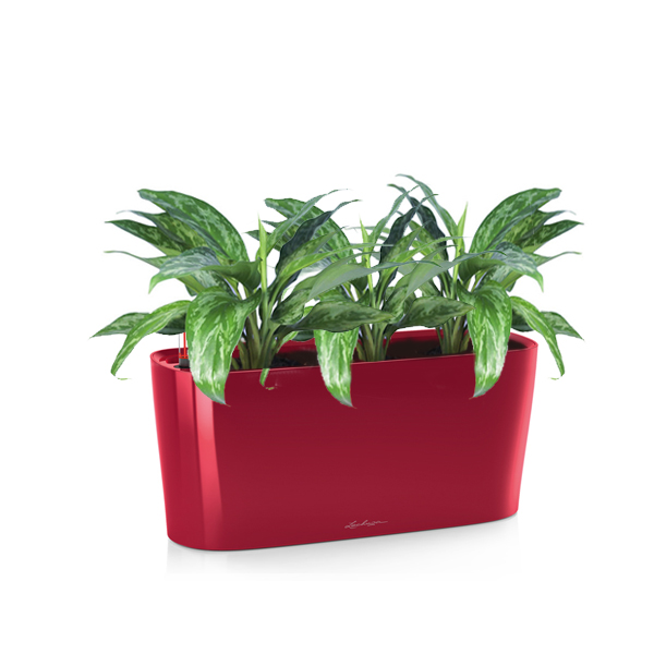 Аглаонема Мария + Lechuza Delta