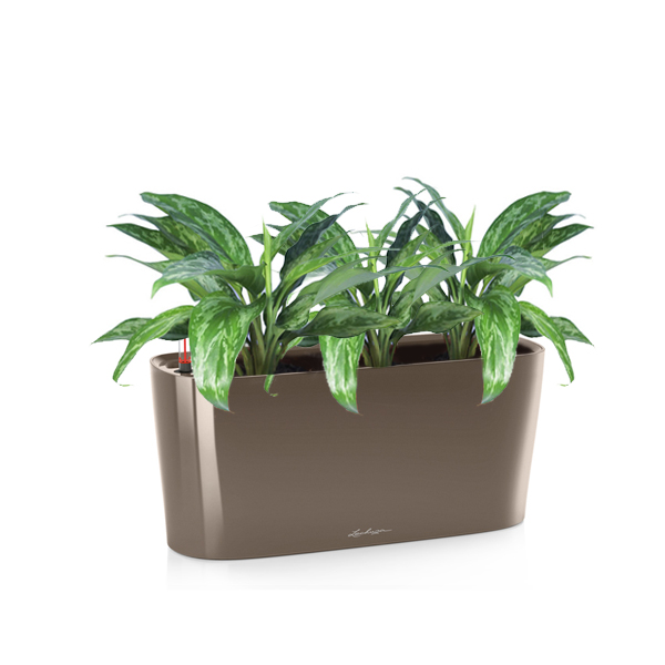 Аглаонема Мария + Lechuza Delta