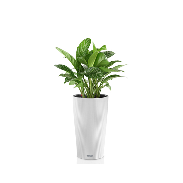 Аглаонема Страйпс + Lechuza Cilindro