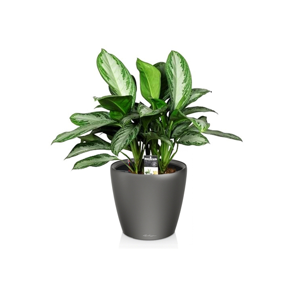 Аглаонема Silver Bay + Lechuza Classico 21