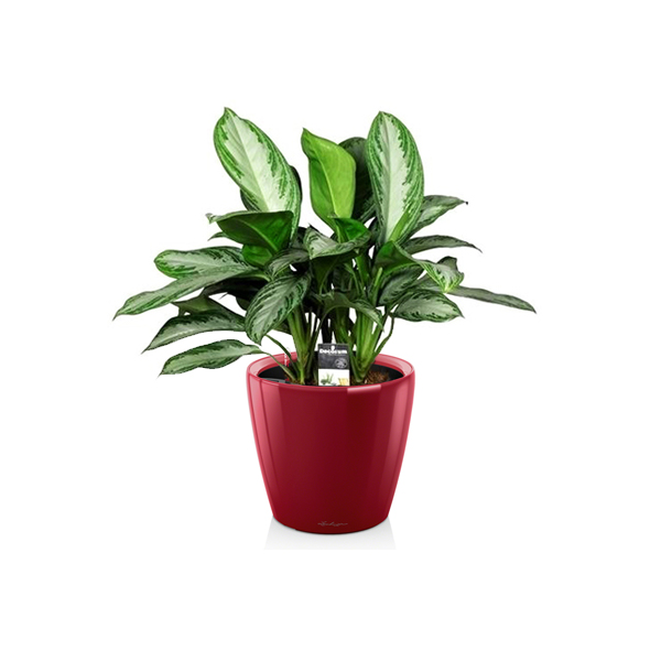 Аглаонема Silver Bay + Lechuza Classico 21