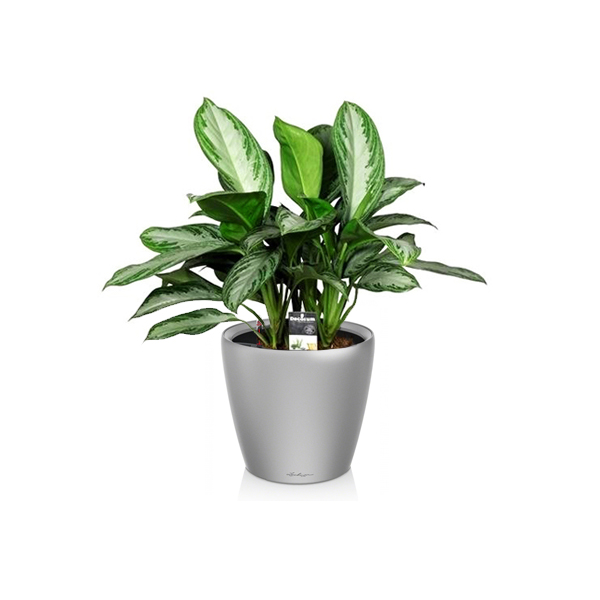 Аглаонема Silver Bay + Lechuza Classico 21