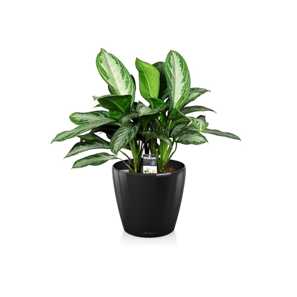 Аглаонема Silver Bay + Lechuza Classico 21