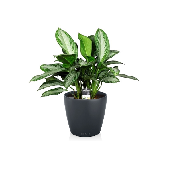 Аглаонема Silver Bay + Lechuza Classico 21