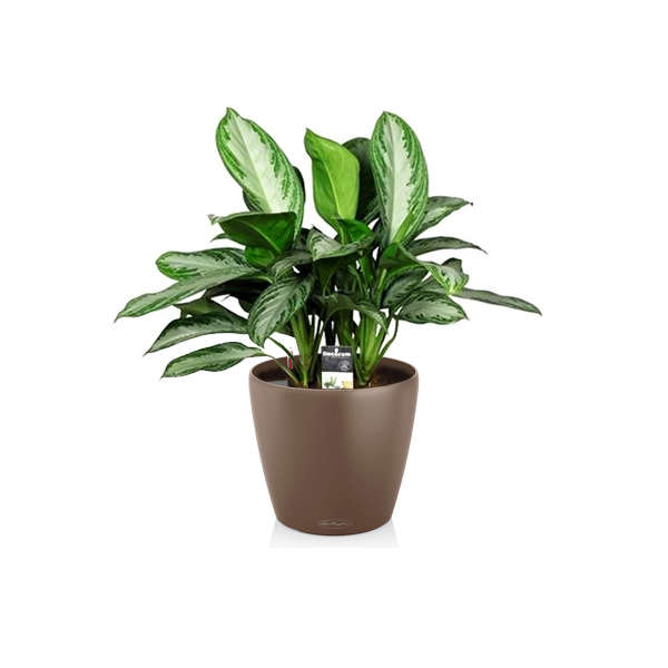 Аглаонема Silver Bay + Lechuza Classico 21