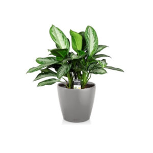 Аглаонема Silver Bay + Lechuza Classico 21