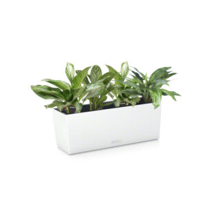 Аглаонема микс + Lechuza Balconera