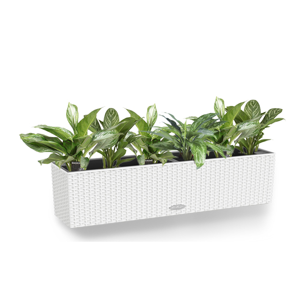 Аглаонема микс + Lechuza Balconera