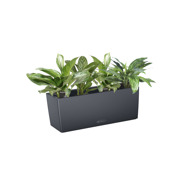 Аглаонема микс + Lechuza Balconera