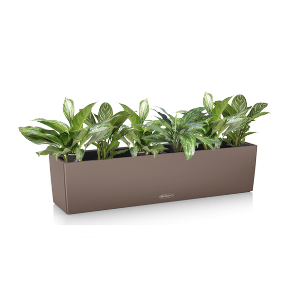 Аглаонема микс + Lechuza Balconera