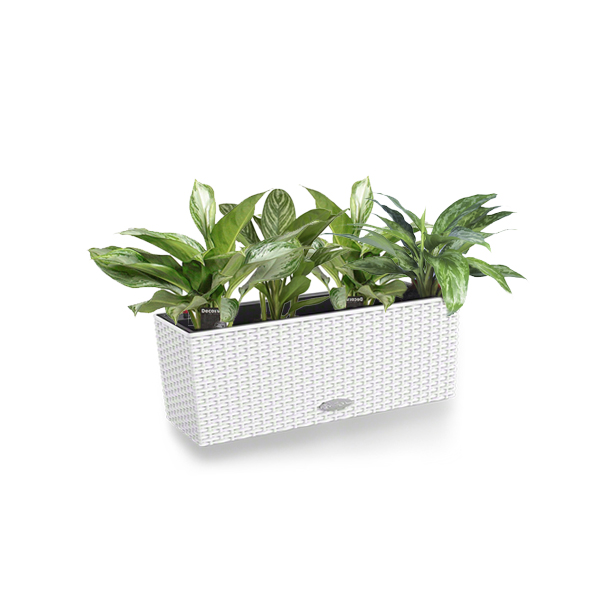 Аглаонема микс + Lechuza Balconera